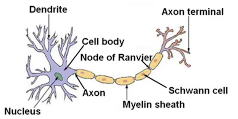 neruon_in_the_brain