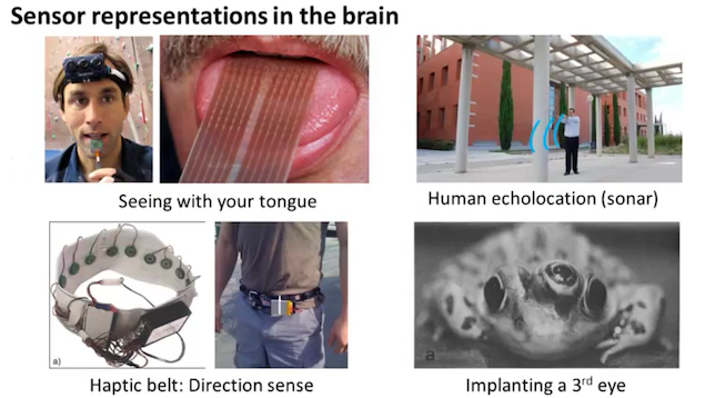 Sensor representations in the brain